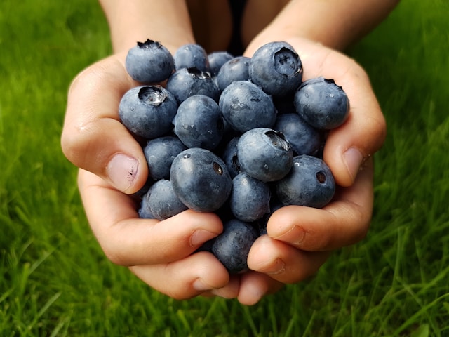 Hands holding blueberries