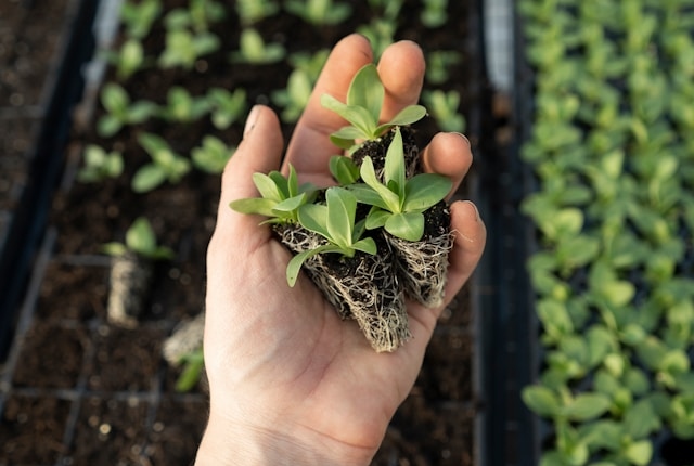 A hand holding seedlings